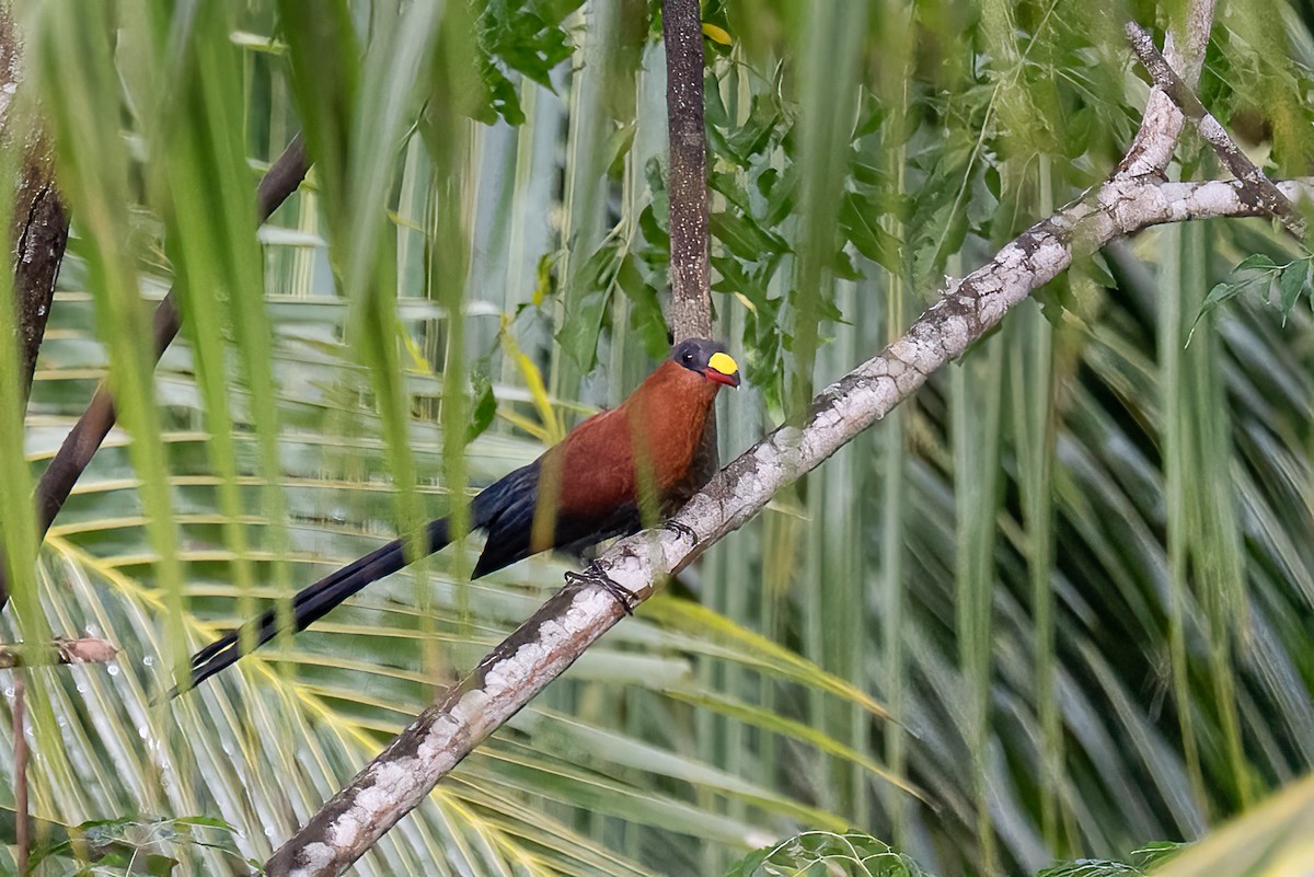 Yellow-billed Malkoha - ML647055652