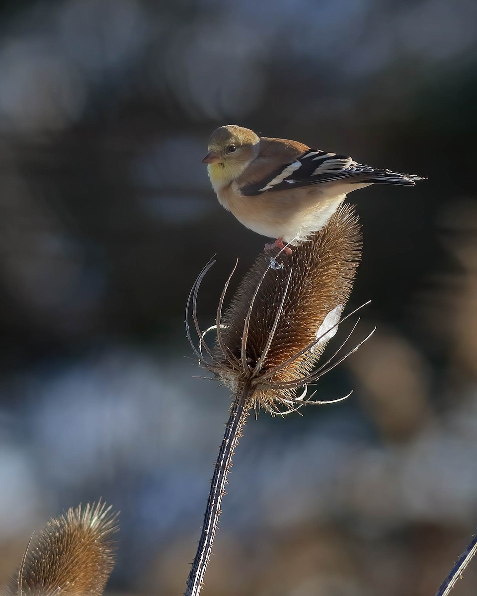 American Goldfinch - ML647055653