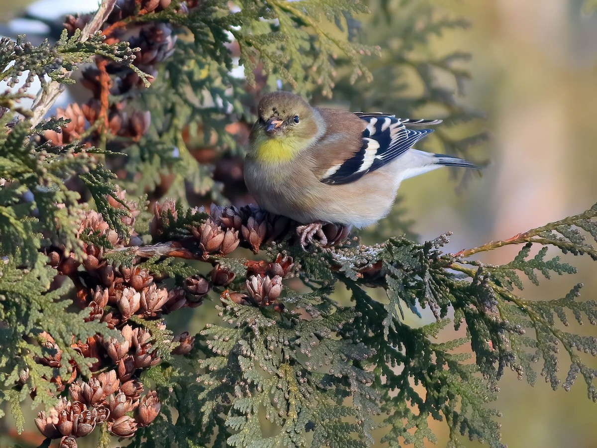 American Goldfinch - ML647055654