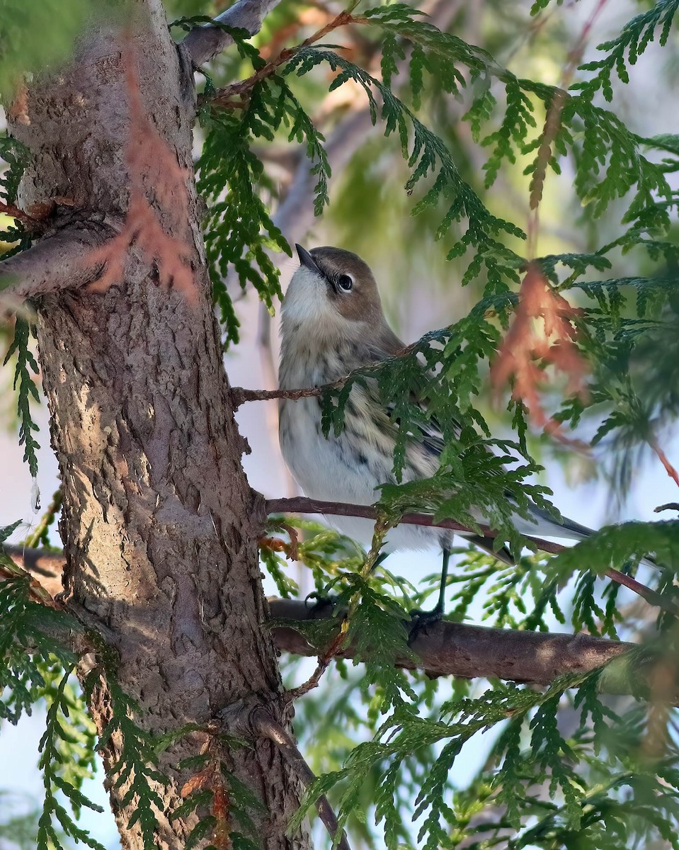 Yellow-rumped Warbler - ML647055669
