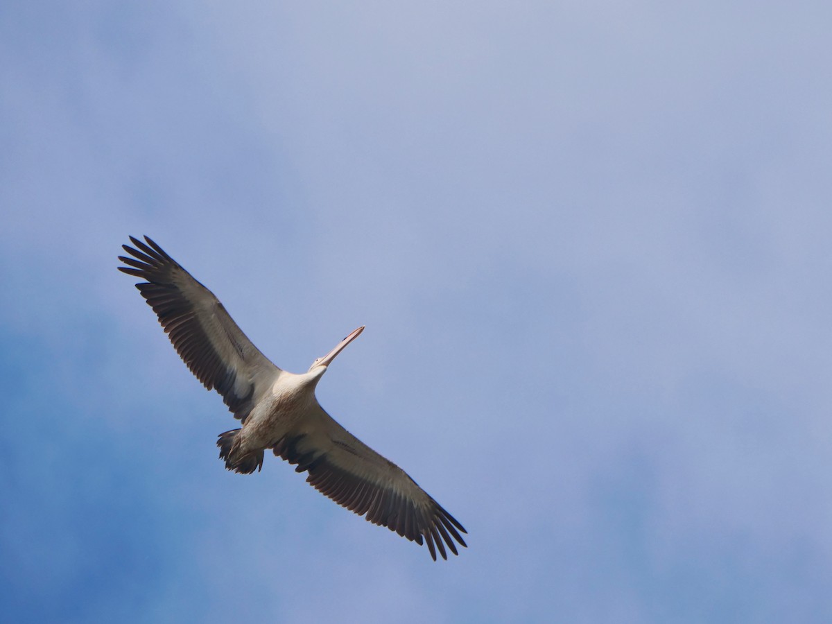 Pelikano tantoduna - ML647055672