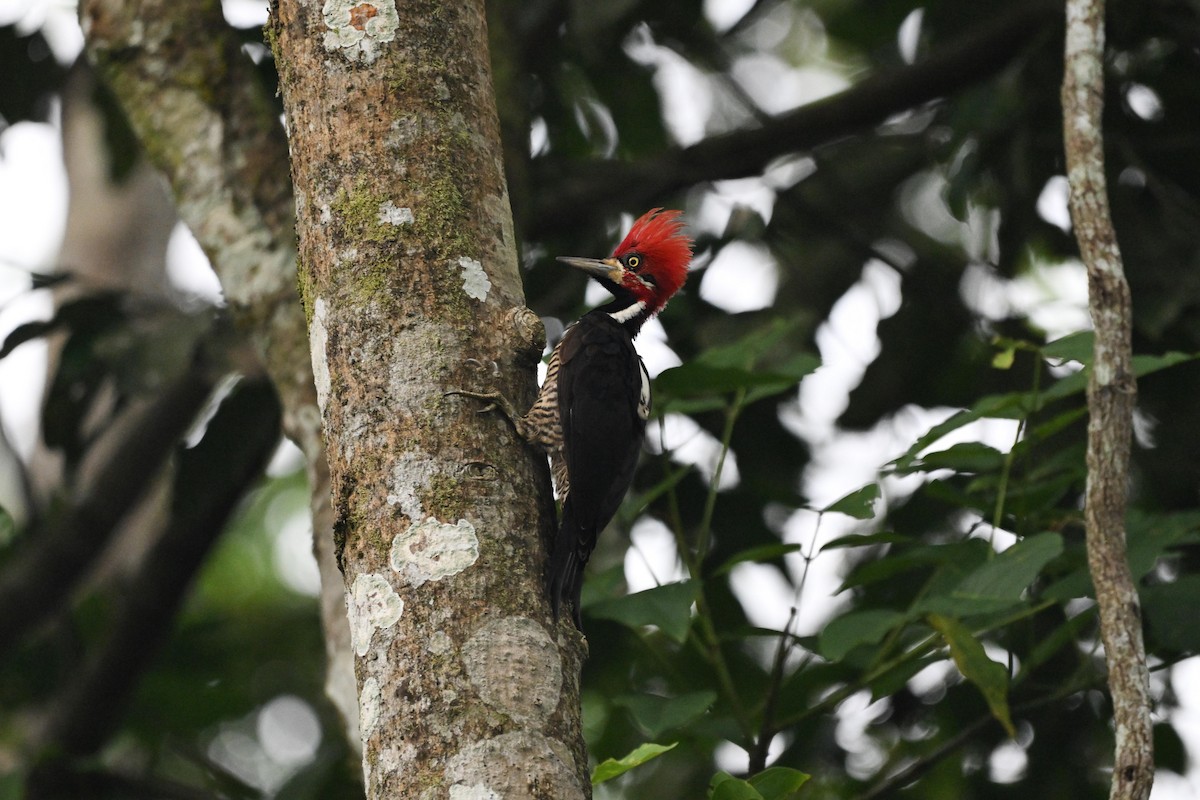 Crimson-crested Woodpecker - ML647055673