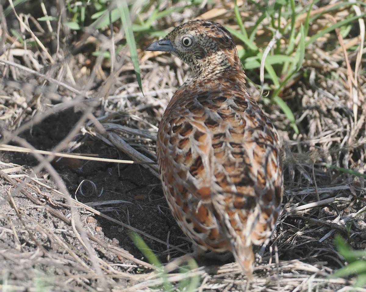 Laufhühnchen - ML647055674