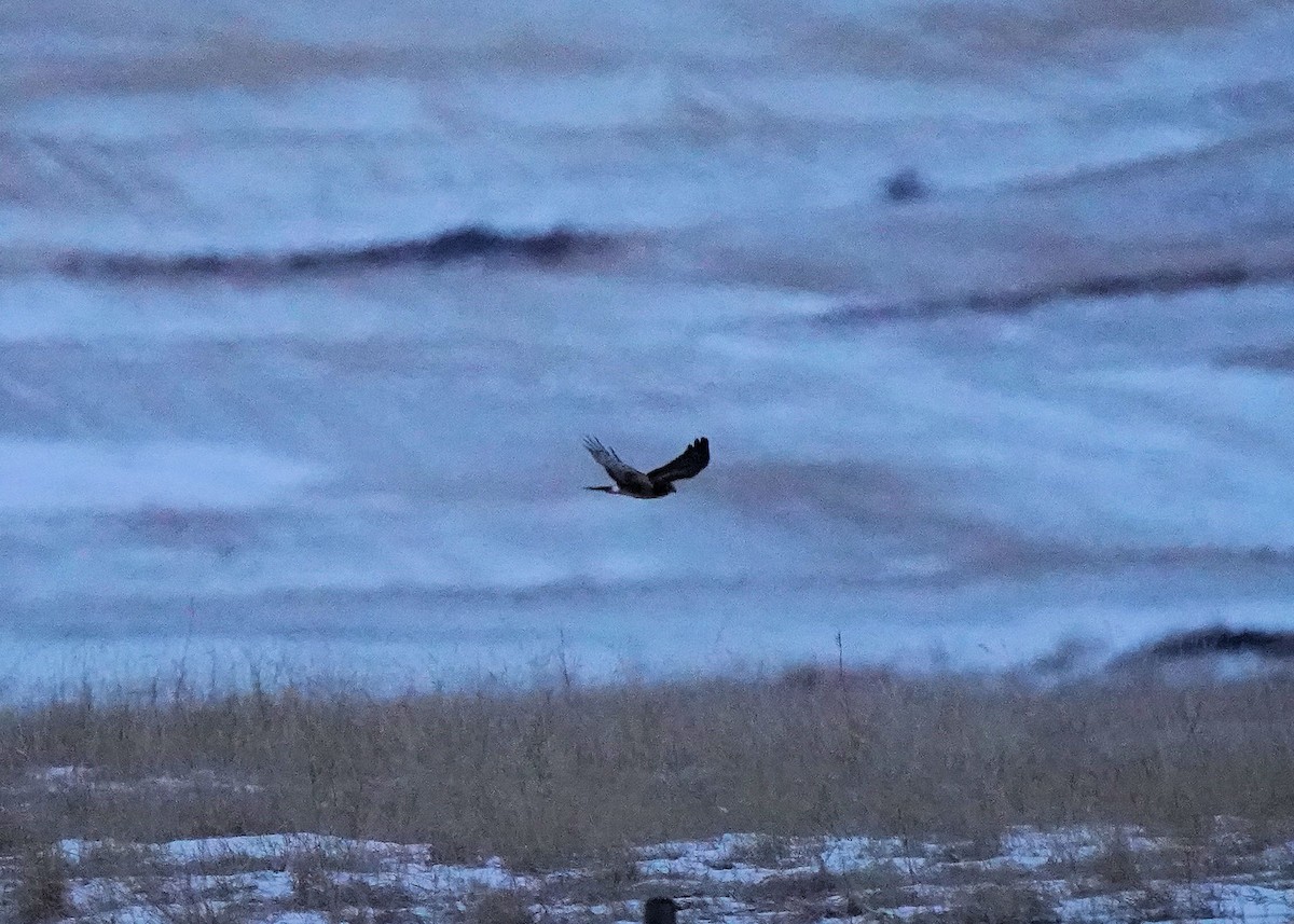 Northern Harrier - ML647055684