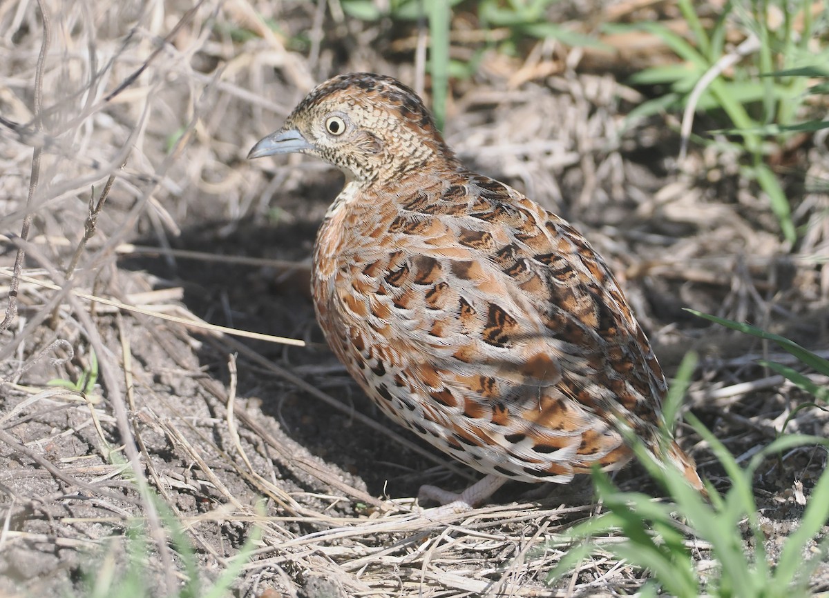 Laufhühnchen - ML647055686