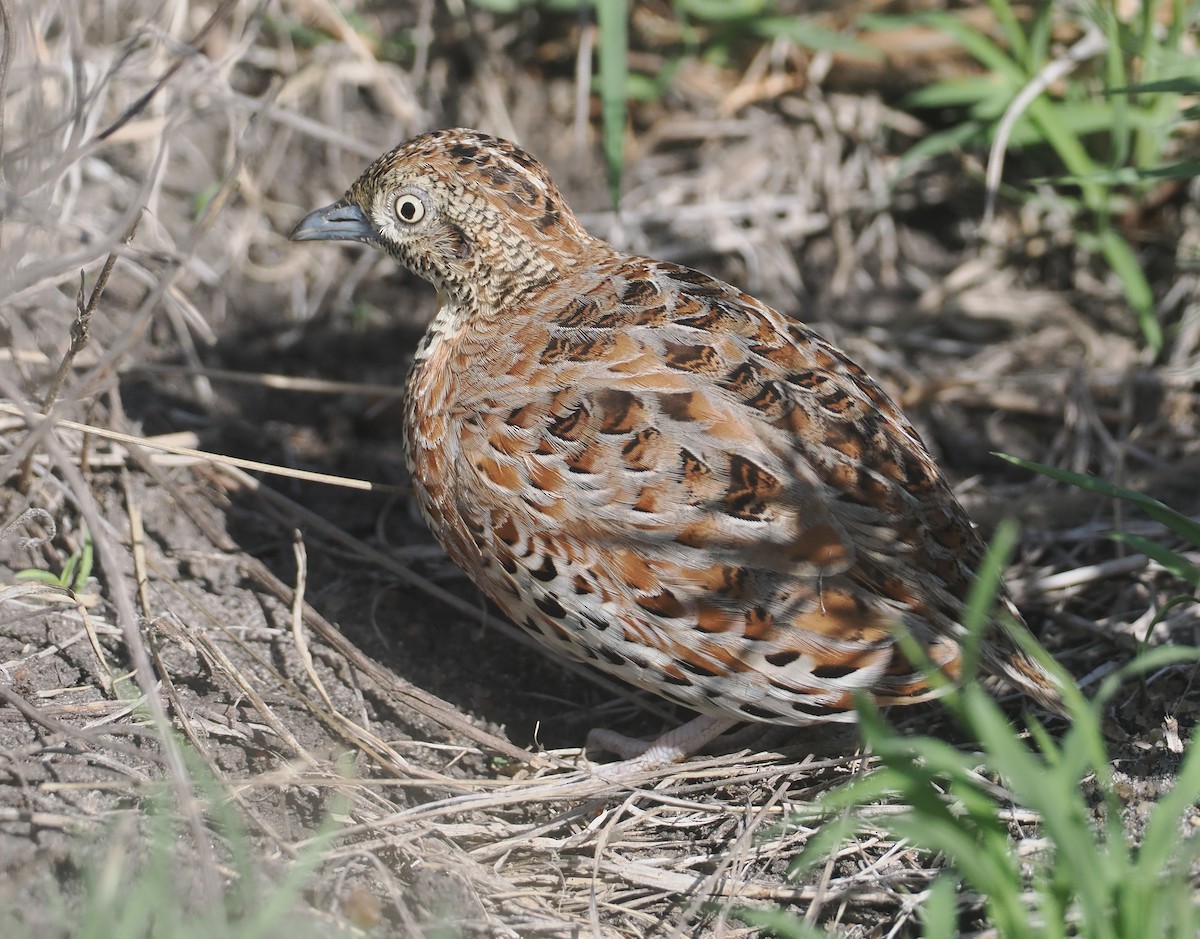 Laufhühnchen - ML647055688