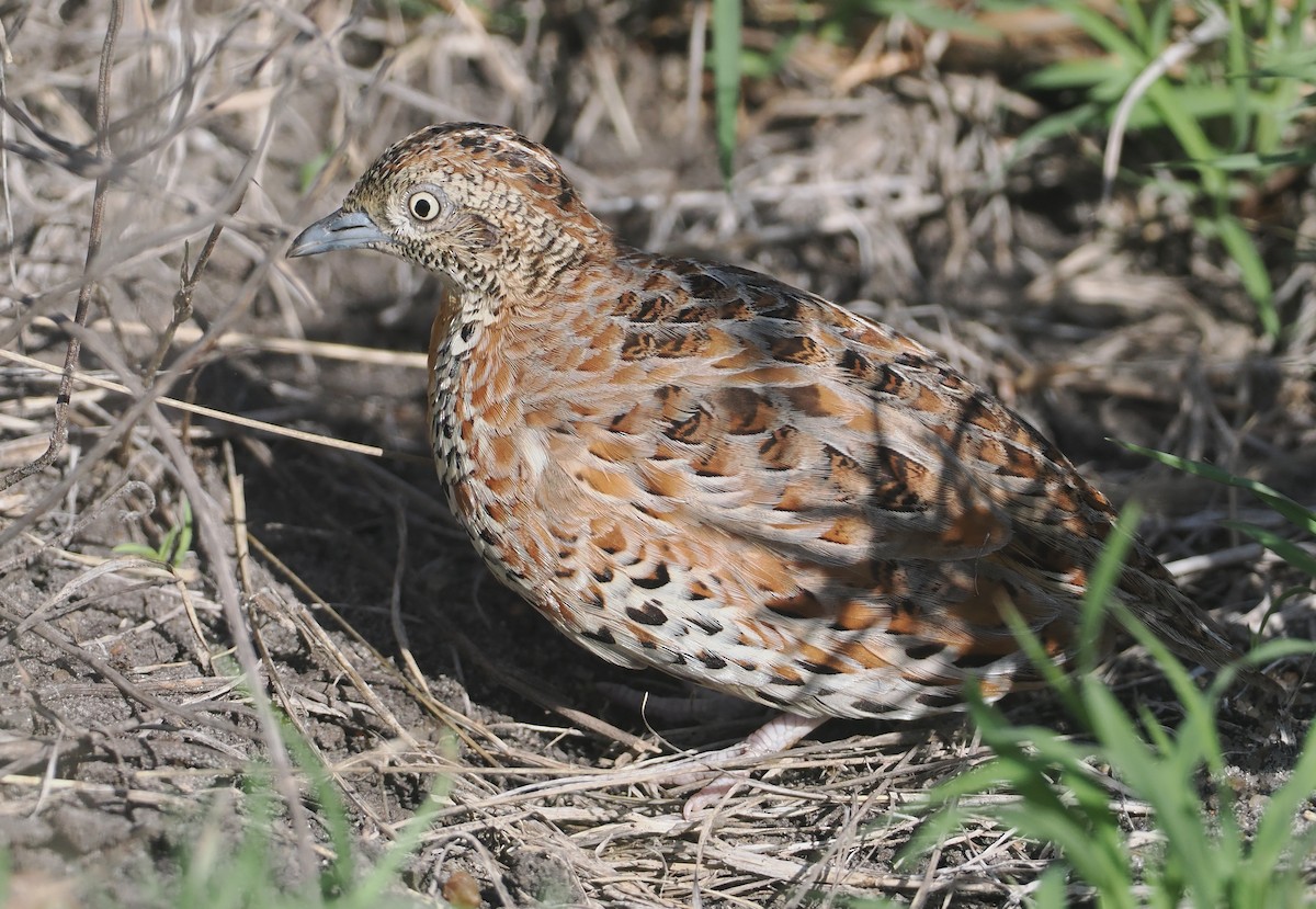 Laufhühnchen - ML647055691