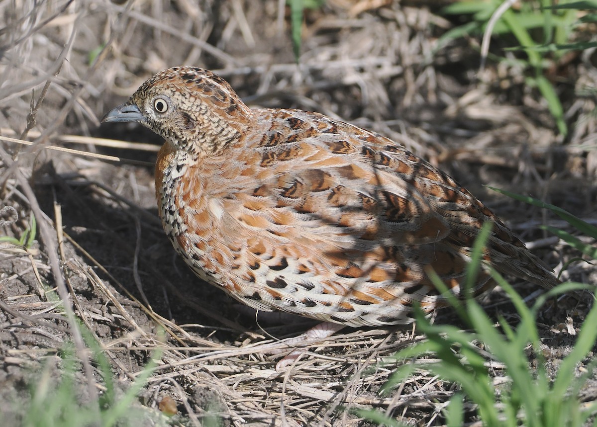 Laufhühnchen - ML647055693