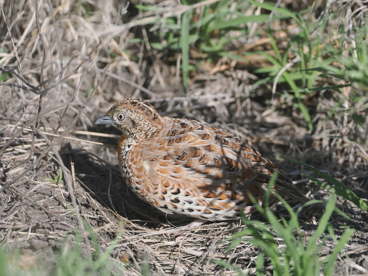 Laufhühnchen - ML647055701