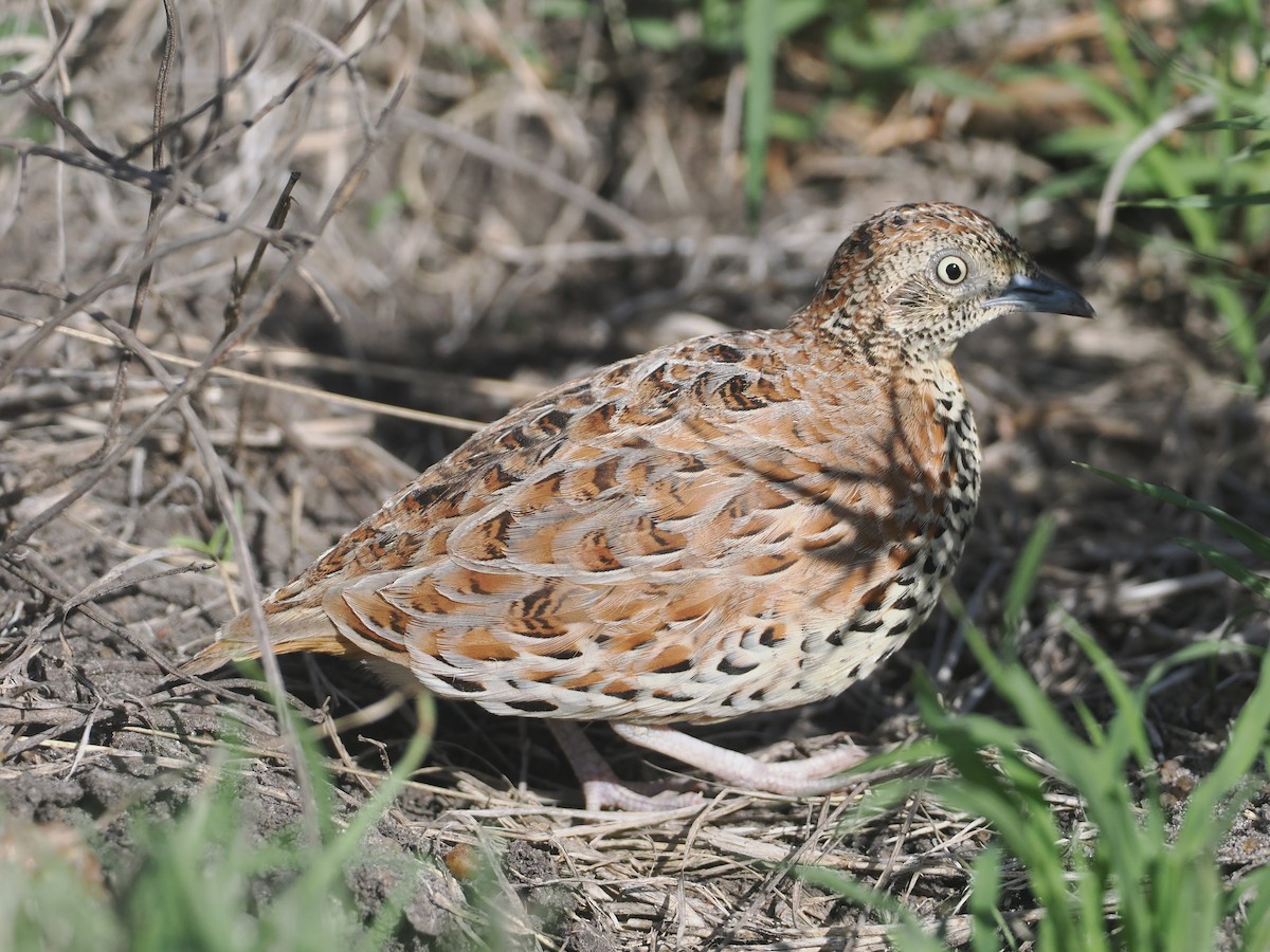 Laufhühnchen - ML647055702