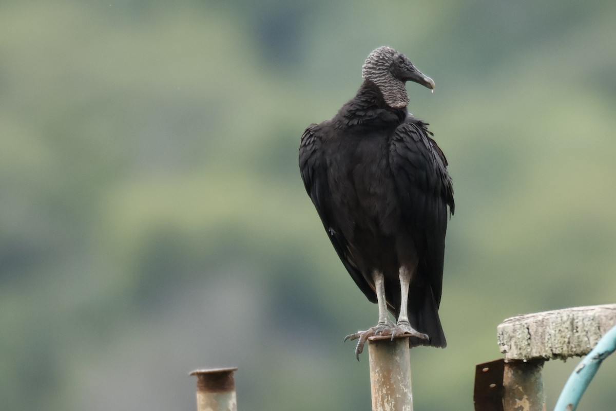 Black Vulture - ML647055708