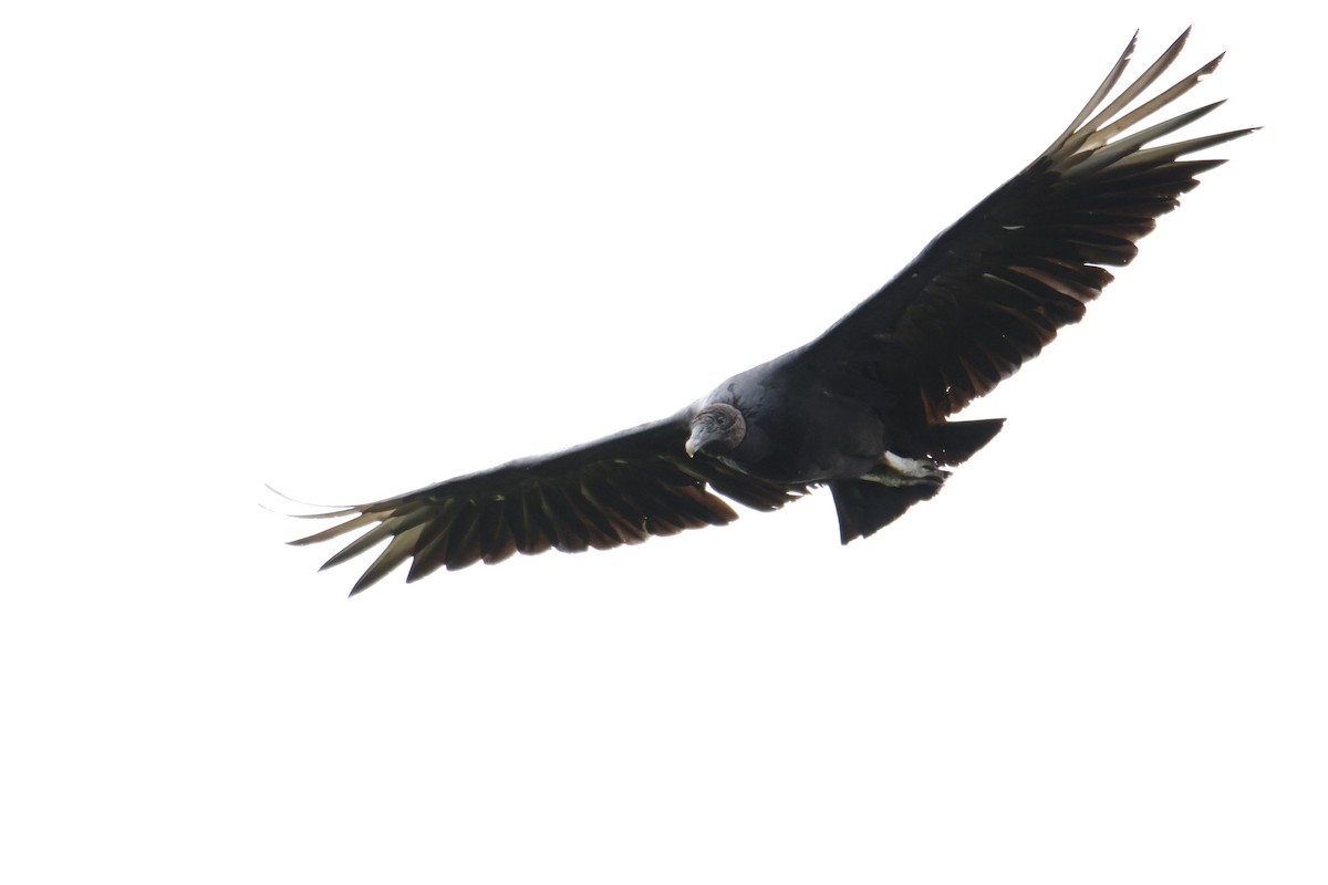 Black Vulture - ML647055709