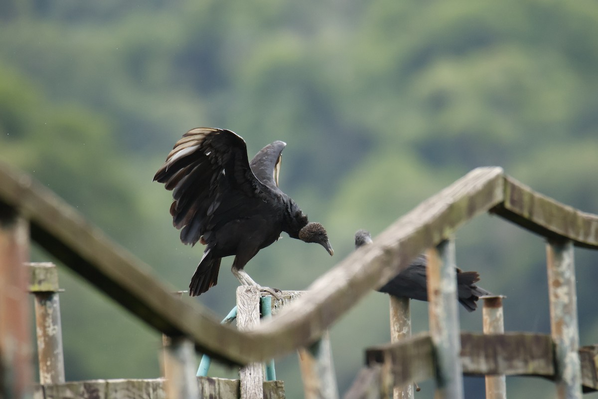 Black Vulture - ML647055711