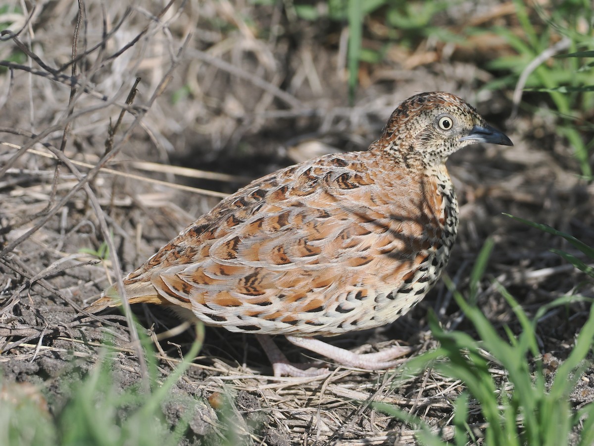 Laufhühnchen - ML647055712