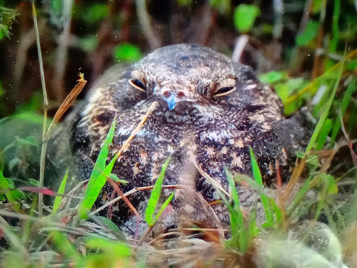 Savanna Nightjar - ML647055713