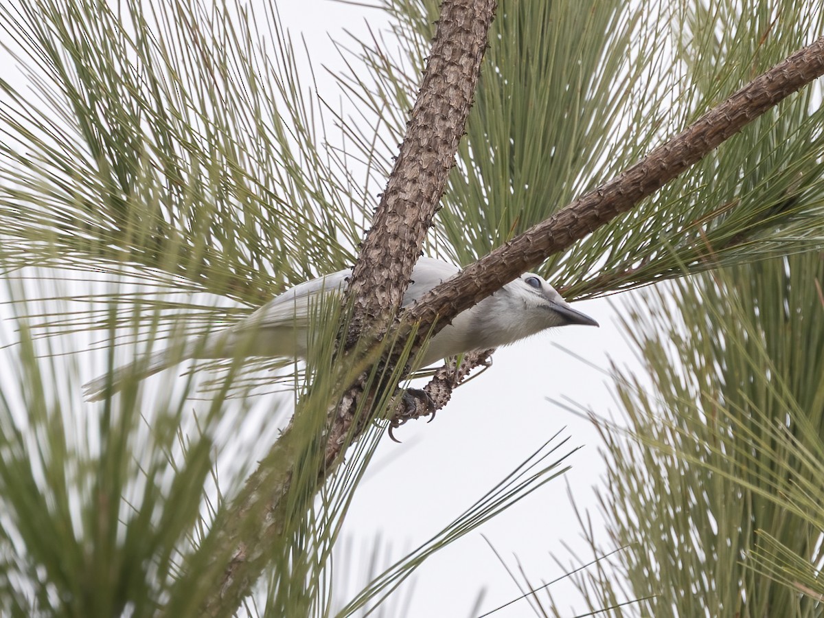 Blue Jay - ML647055717