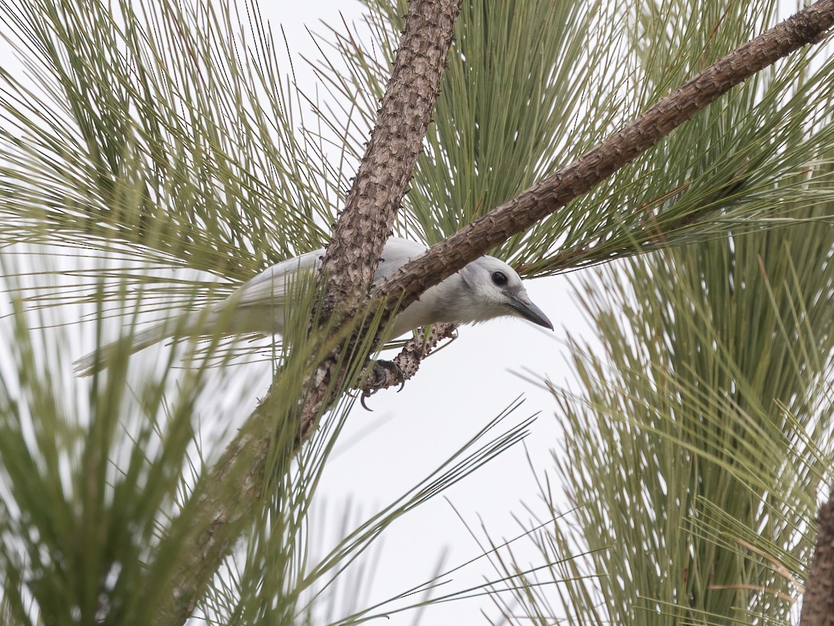 Blue Jay - ML647055718