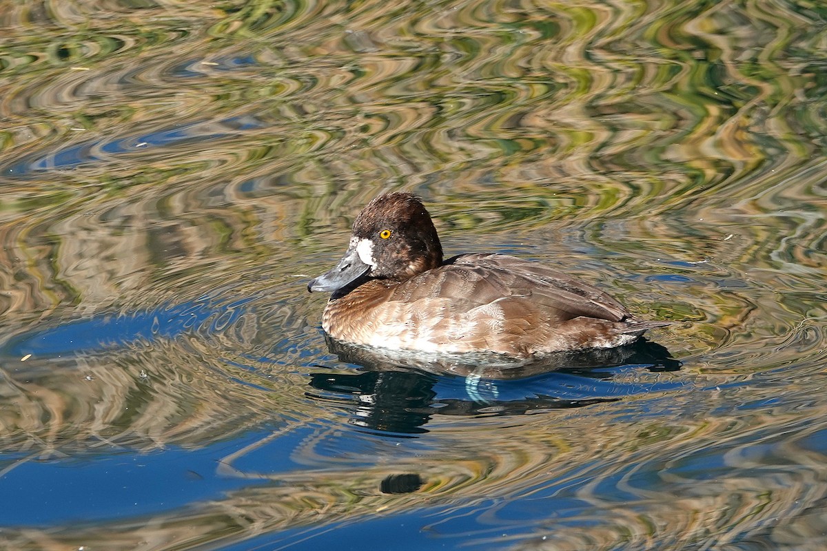 Lesser Scaup - ML647055720