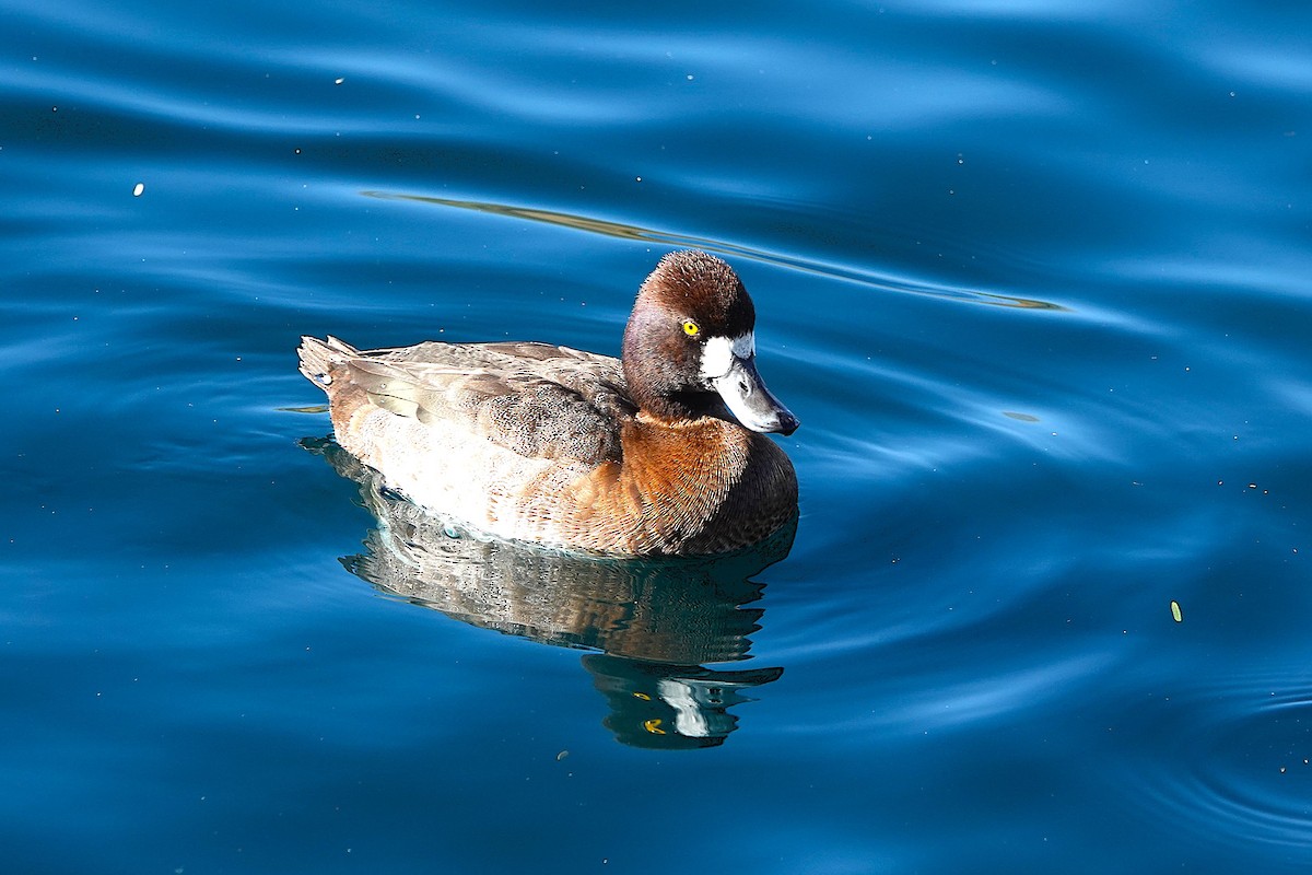 Lesser Scaup - ML647055721