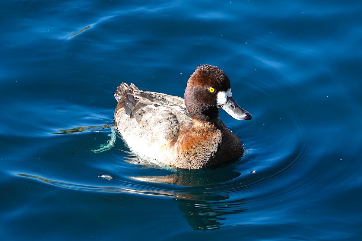 Lesser Scaup - ML647055722