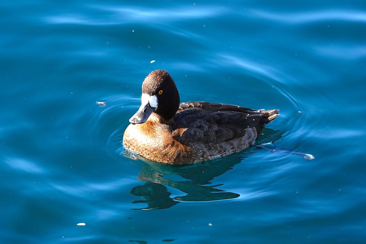 Lesser Scaup - ML647055723