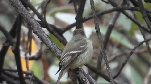 Hammond's Flycatcher - ML647055725