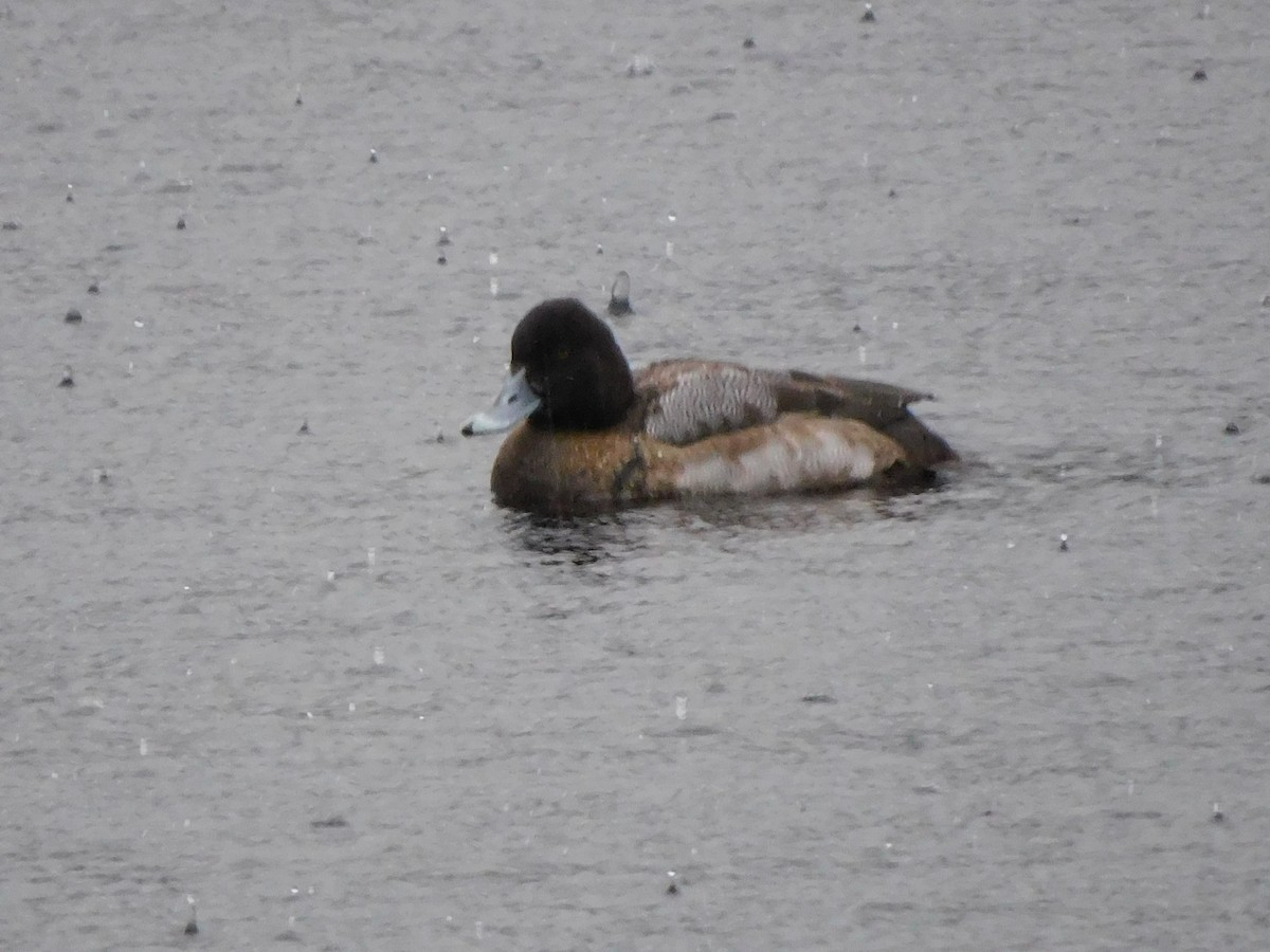 Lesser Scaup - ML647055745