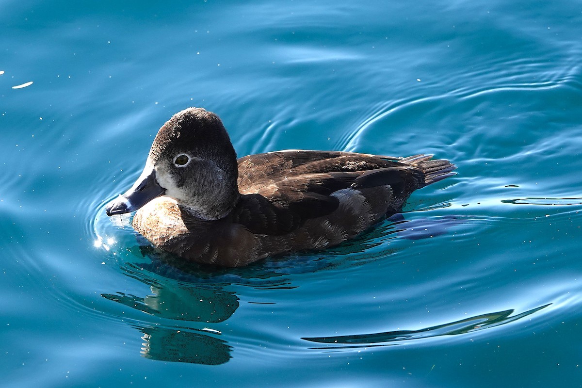Ring-necked Duck - ML647055746