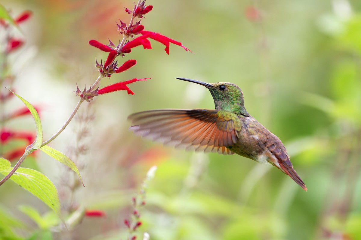 Berylline Hummingbird - ML647055767