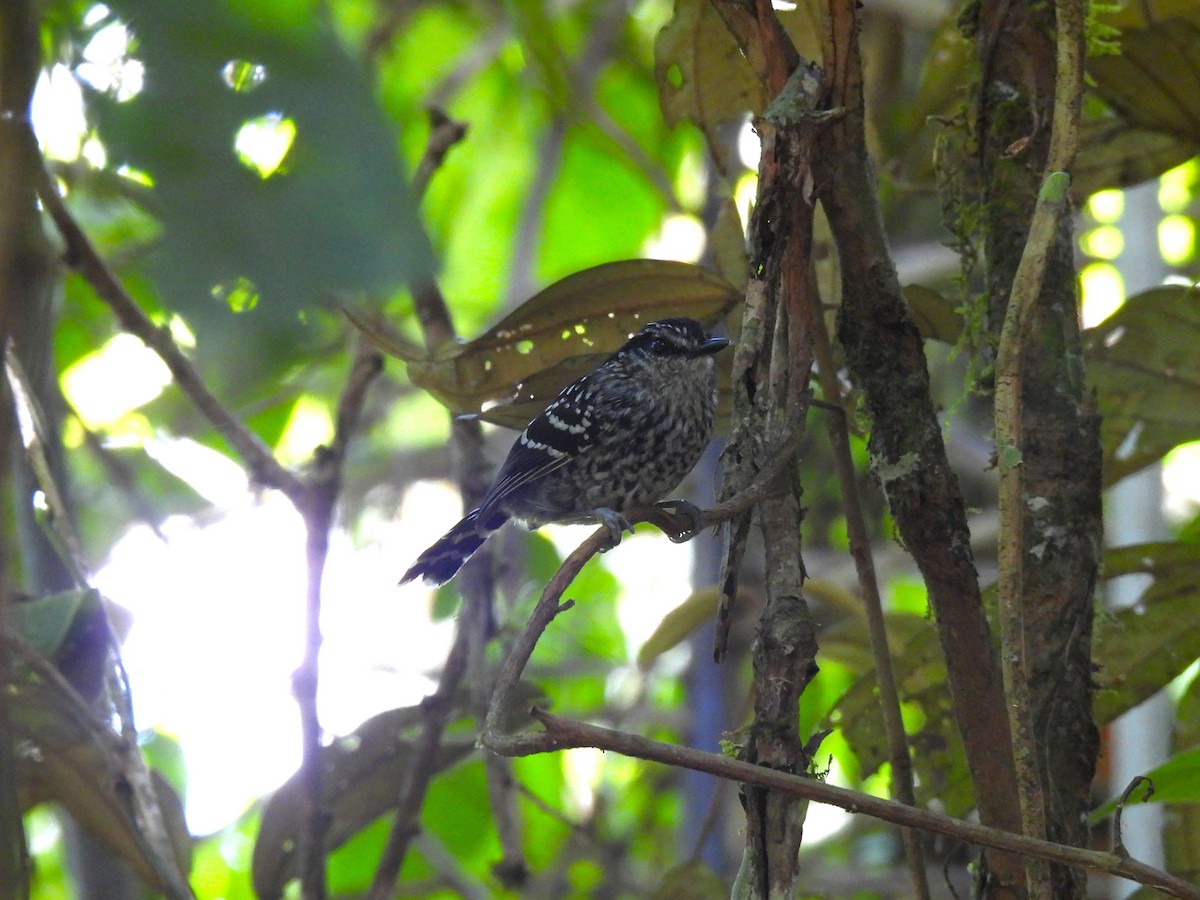 Scaled Antbird - ML647055769