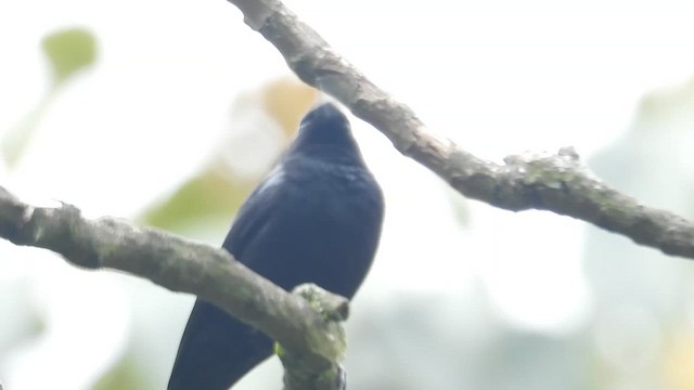 Black Flowerpiercer - ML647055772