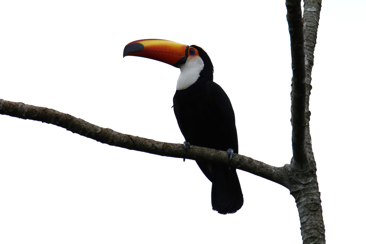 Toco Toucan - ML647055775
