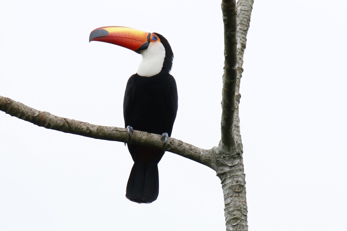 Toco Toucan - ML647055776