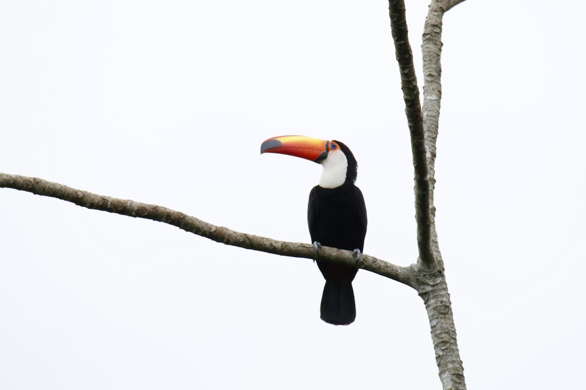 Toco Toucan - ML647055777