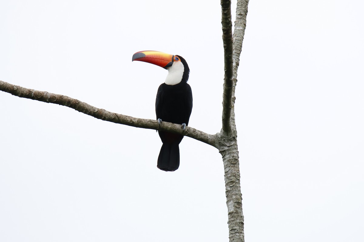 Toco Toucan - ML647055778