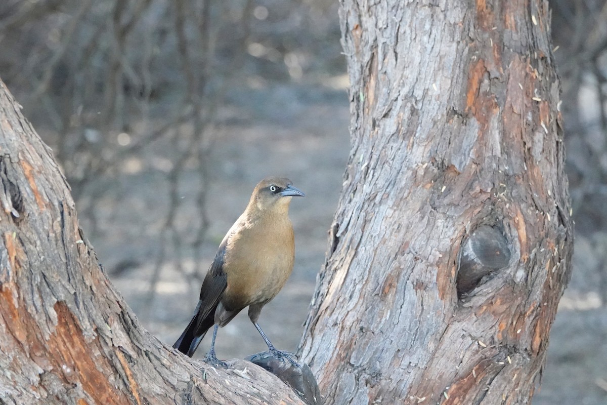 Great-tailed Grackle - ML647055785