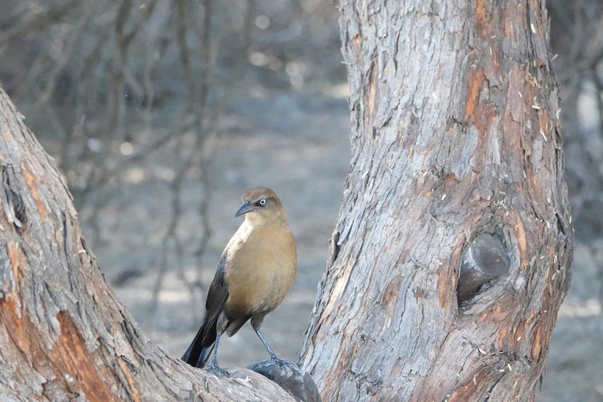 Great-tailed Grackle - ML647055786