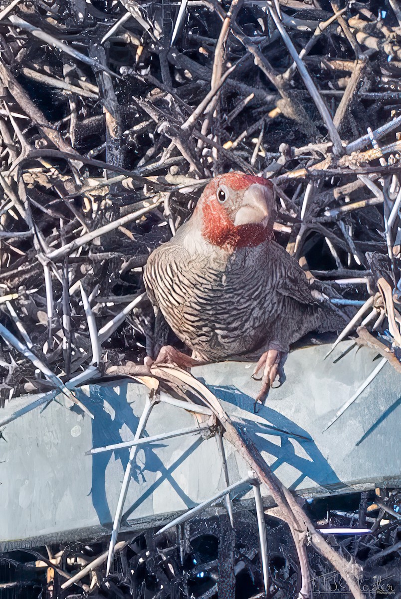 Red-headed Finch - ML647055787