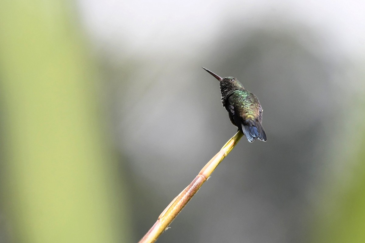 Steely-vented Hummingbird - ML647055789