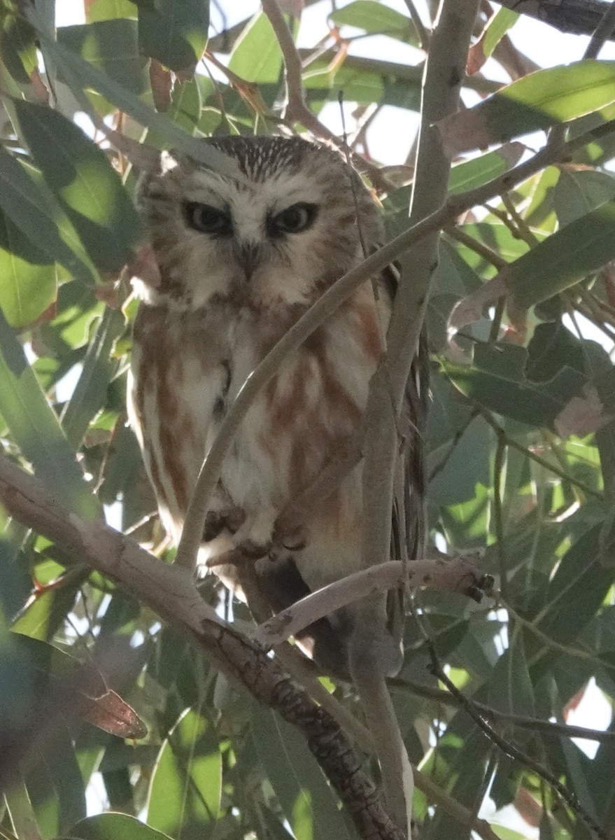 Northern Saw-whet Owl - ML647055791