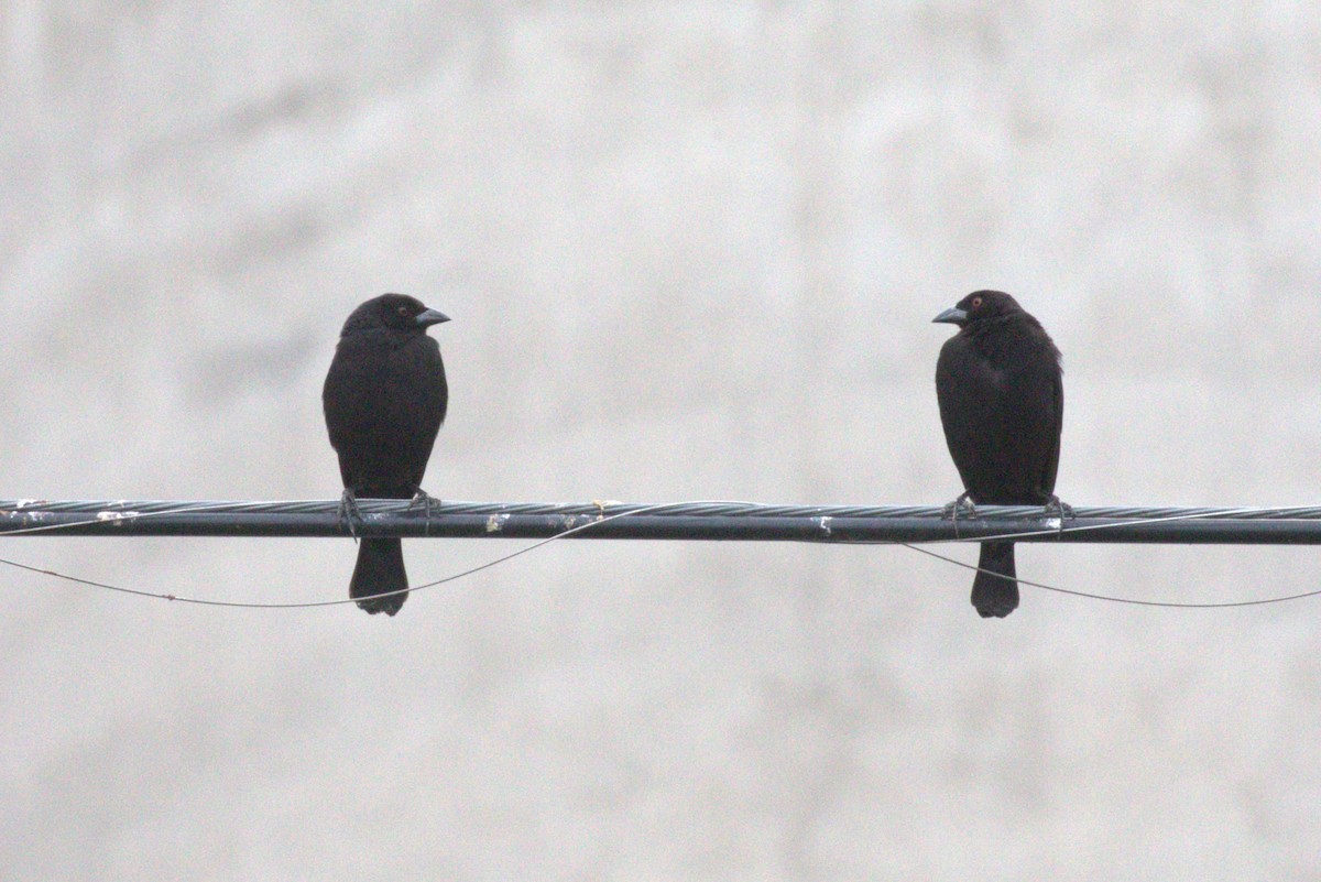 Rotaugen-Kuhstärling - ML647055792