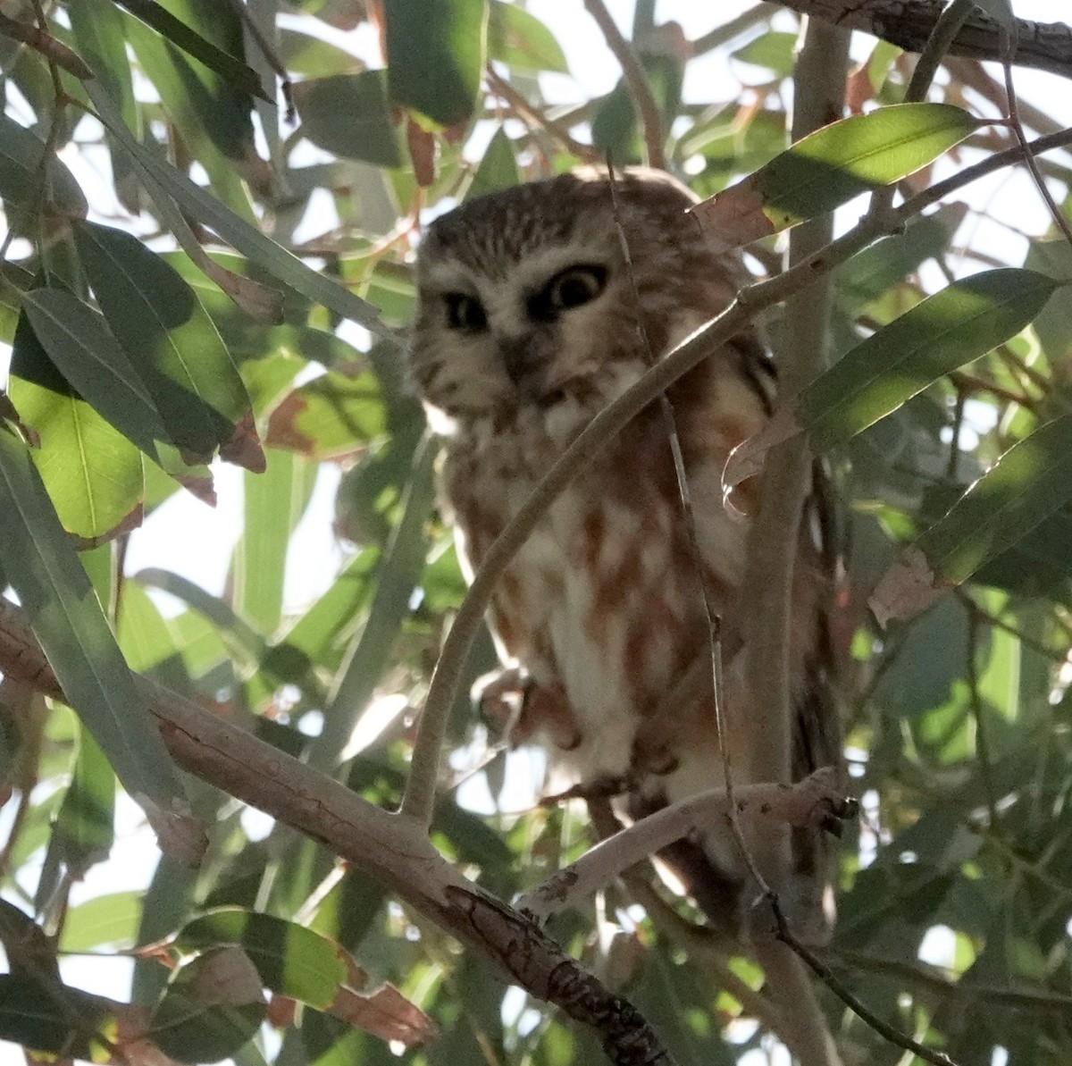 Northern Saw-whet Owl - ML647055793