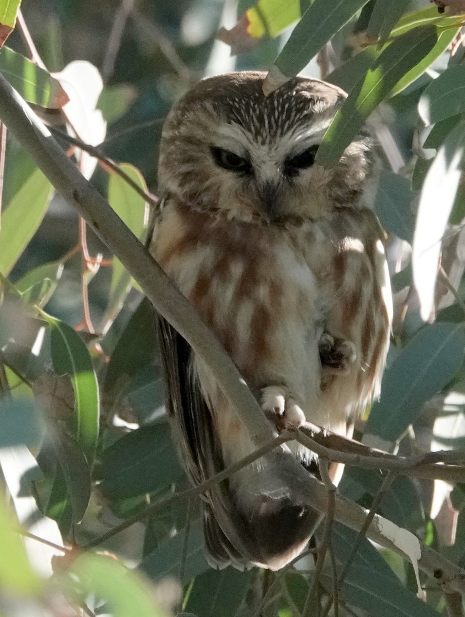 Northern Saw-whet Owl - ML647055794
