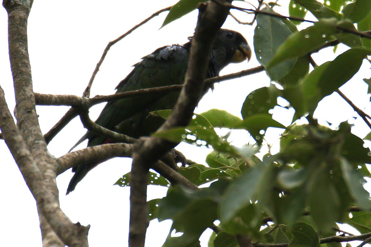 Scaly-headed Parrot - ML647055798