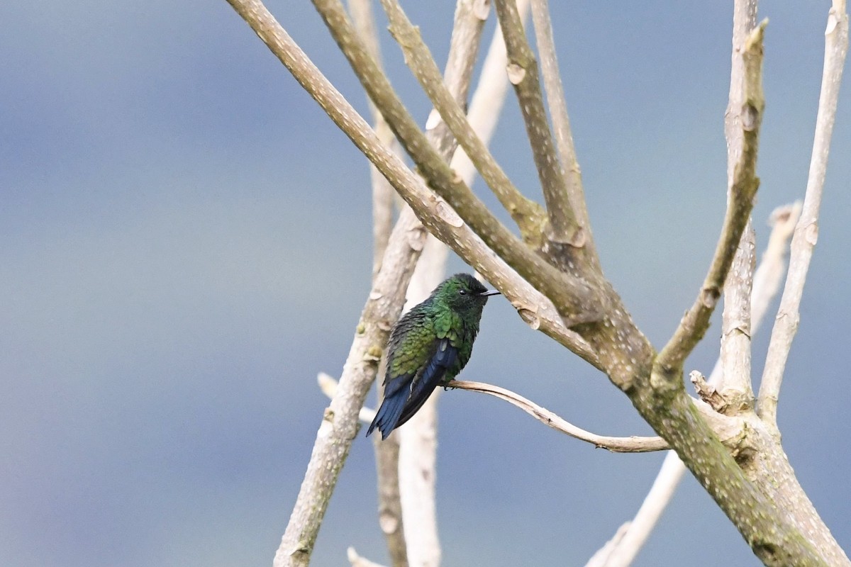 Steely-vented Hummingbird - ML647055806