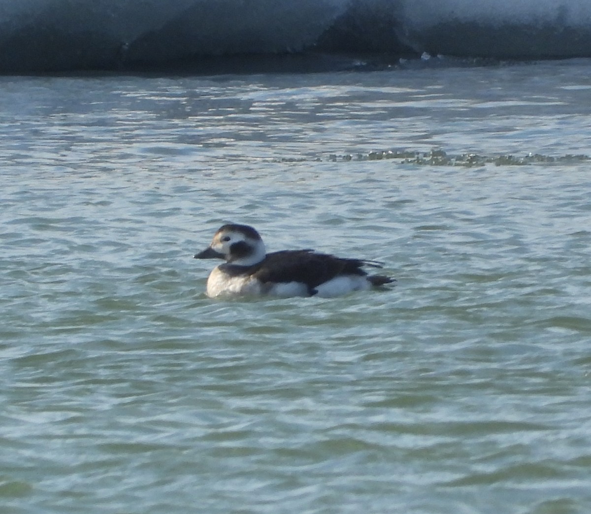 コオリガモ - ML647055809