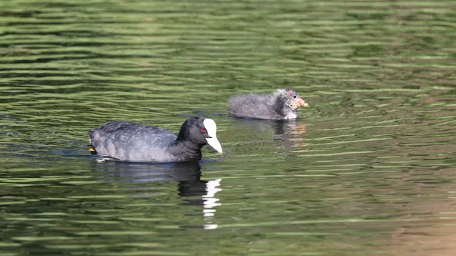 אגמית מצויה - ML647055813