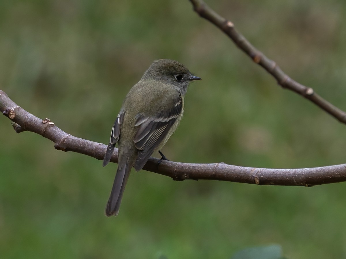 ハモンドメジロハエトリ - ML647055826