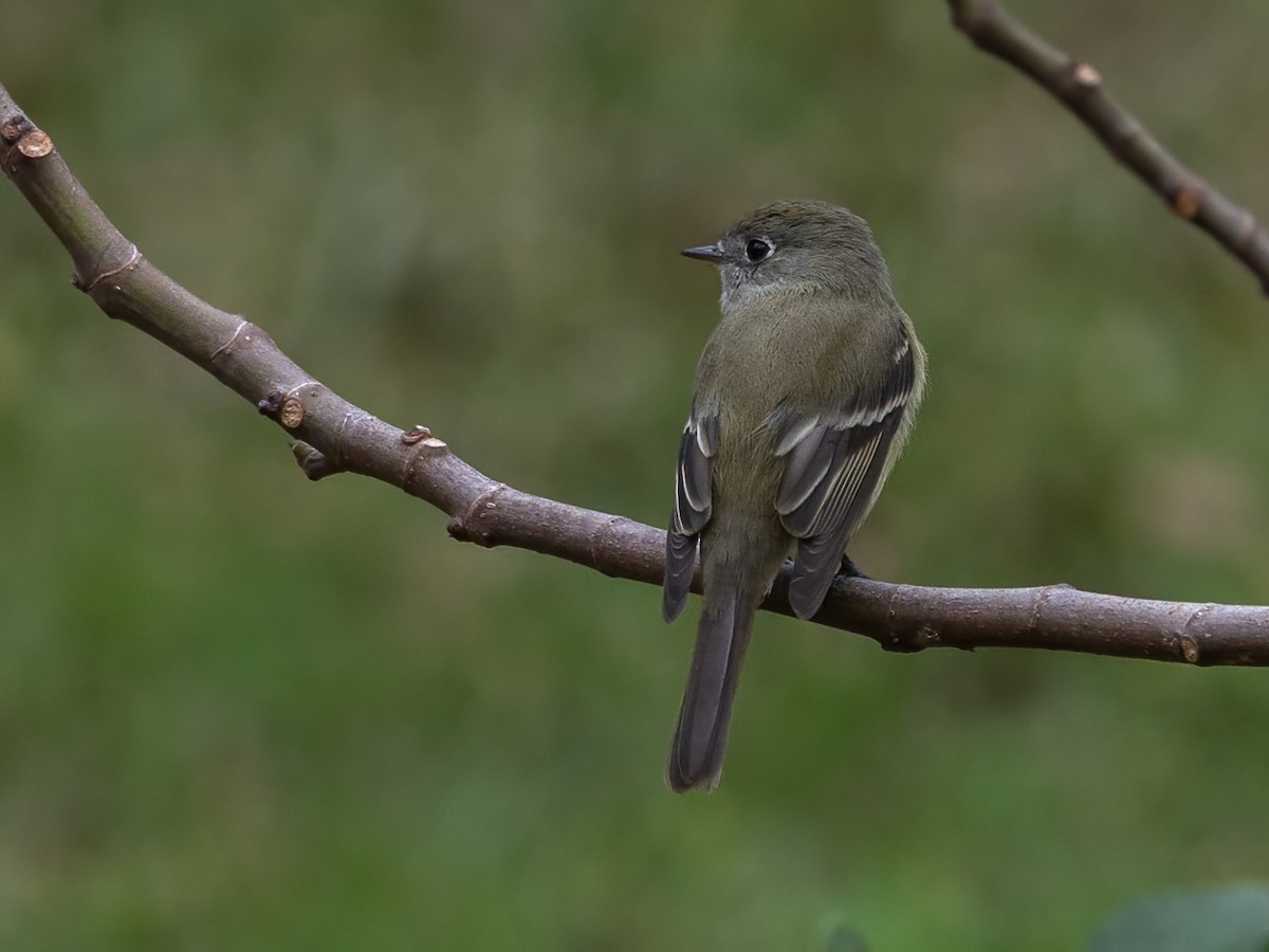 ハモンドメジロハエトリ - ML647055827