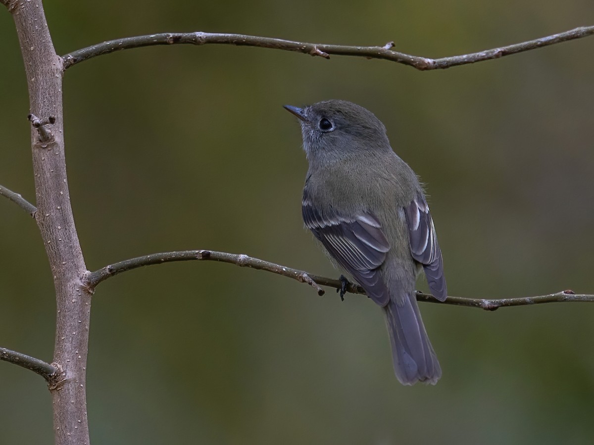 ハモンドメジロハエトリ - ML647055828